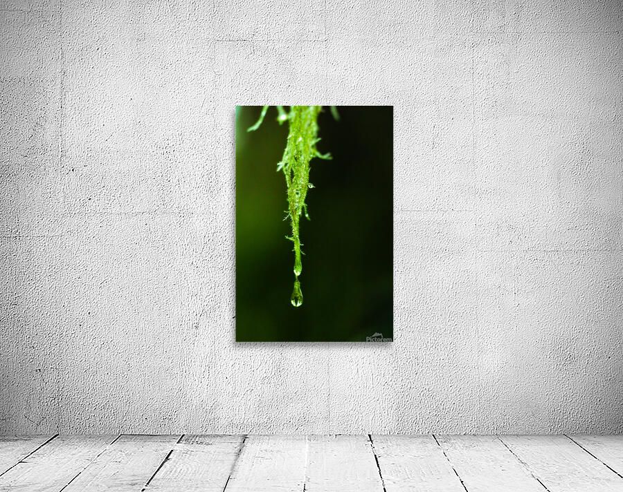 Water Drop Macro Wall Preview