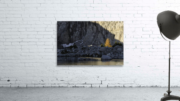 Larch at Dawn 2 Wall Preview