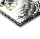 grizzly bear dangerous Acrylic print