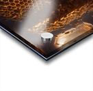 bees honey hymenoptera nature wings insect entomo Acrylic print