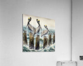 pelicans birds ocean wildlife Acrylic Print