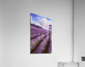 lavendar field nature setting landscape farm crop Acrylic Print