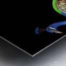 peacocks birds animals peafowls peafowls wildlife Metal print