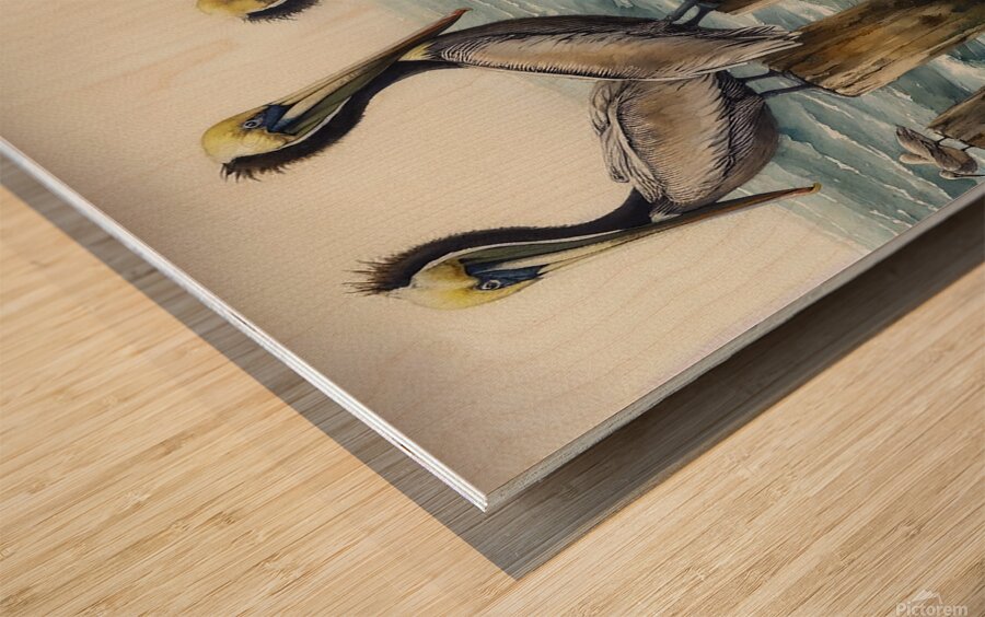 pelicans birds ocean wildlife Wood print