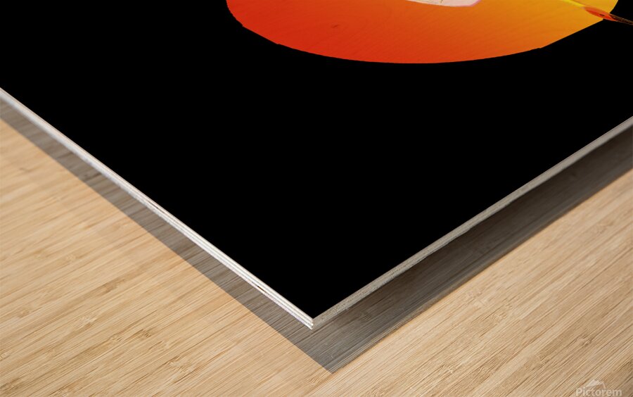 swan bird sun sunset nature morning landscape fly Wood print