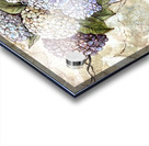 Delicate Hydrangea Acrylic print