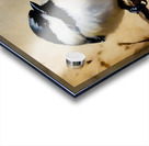 Black Capped Chickadee  Acrylic print