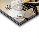 Rough legged hawk Acrylic print