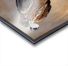 Northern Harrier Acrylic print