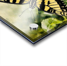 Eastern Tiger Swallowtail Acrylic print