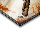 Red tailed hawk swooping towards prey Acrylic print