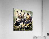 Panda family  Acrylic Print