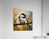 Black Capped Chickadee  Acrylic Print