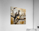 Rough legged hawk Acrylic Print