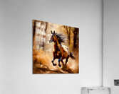 Arabian horse Acrylic Print