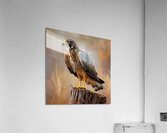 Northern Harrier Acrylic Print
