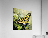 Eastern Tiger Swallowtail Acrylic Print