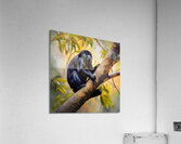 Black Howler monkey Acrylic Print