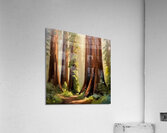 Forest giants Acrylic Print