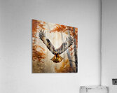 Red tailed hawk swooping towards prey Acrylic Print