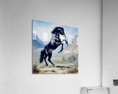 Wild stallion  Acrylic Print