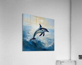 Playful dolphin Acrylic Print