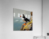 A cute Puffin Acrylic Print