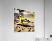 A Western Tanager Acrylic Print
