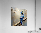 Blue Jay Acrylic Print