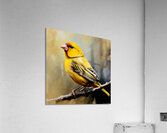 Saffron finch Acrylic Print