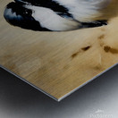 Black Capped Chickadee  Metal print
