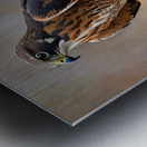 Northern Harrier Metal print