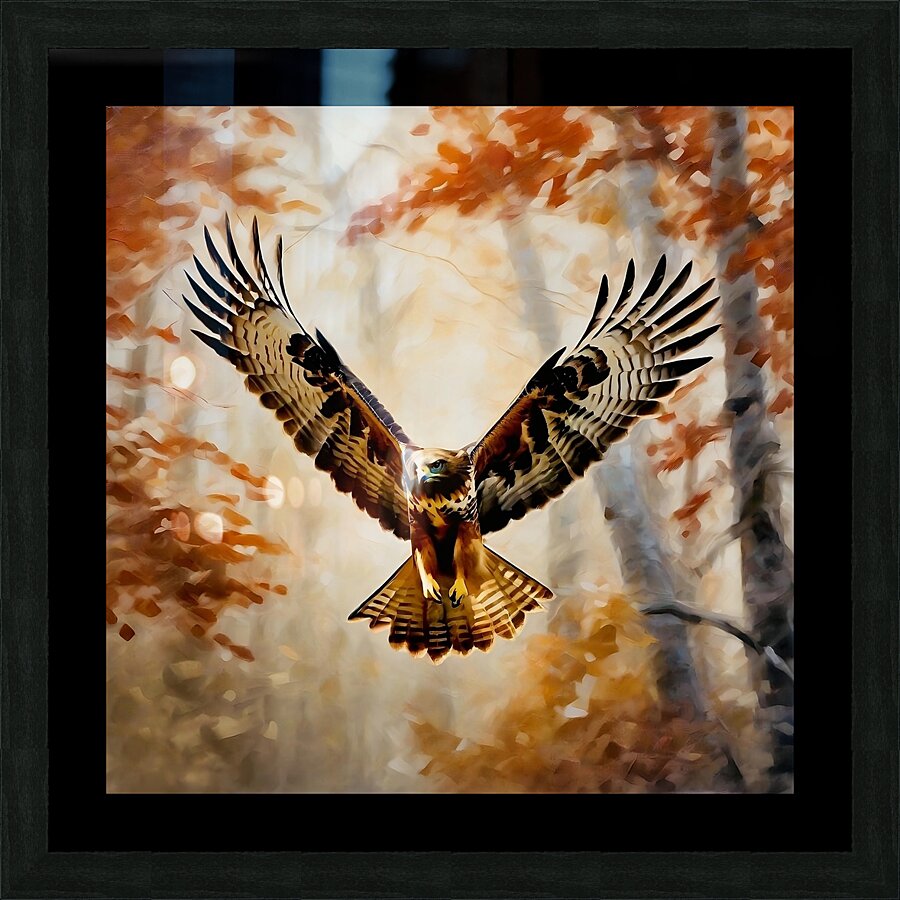 Red tailed hawk swooping towards prey Picture Frame print