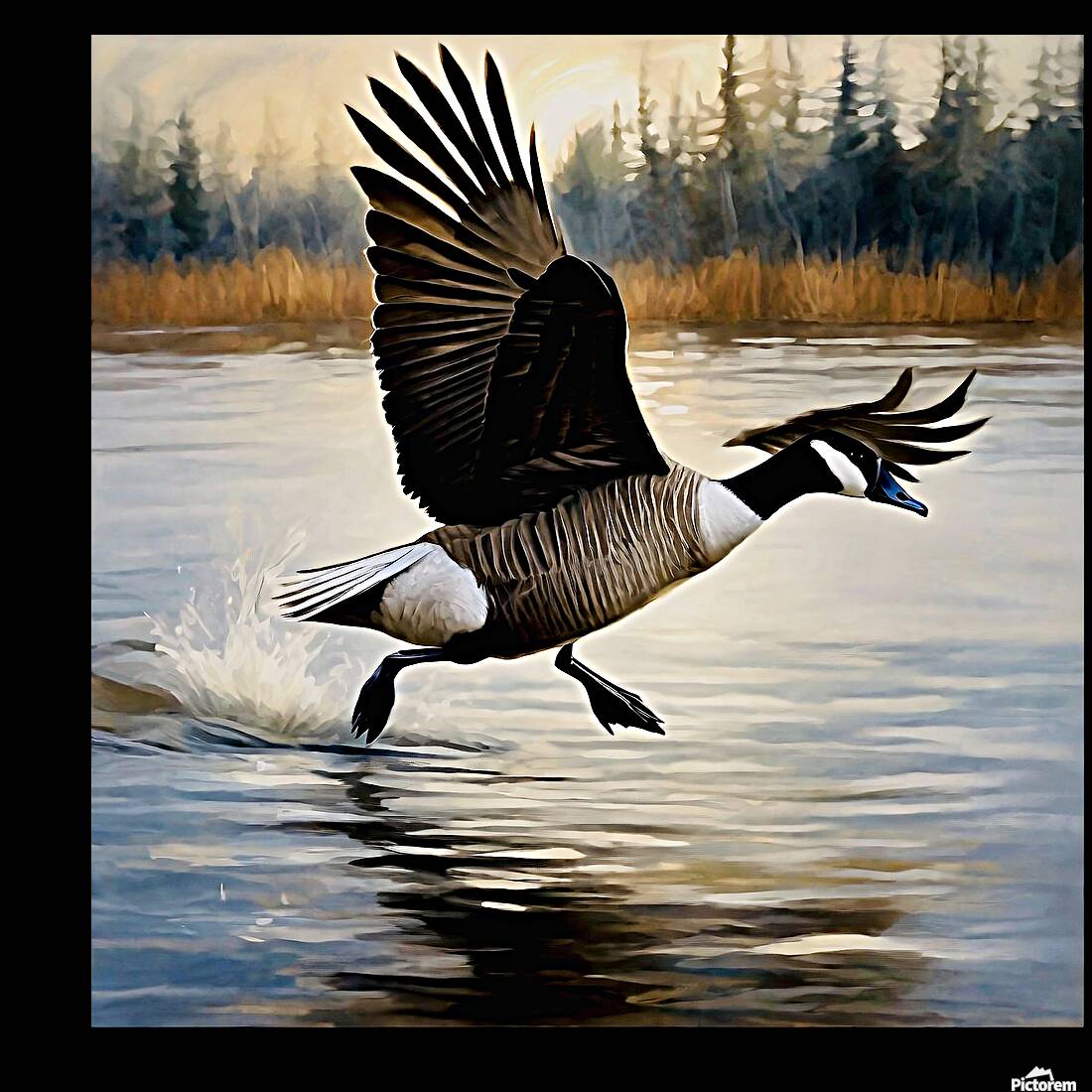 Canada Goose Reproduction