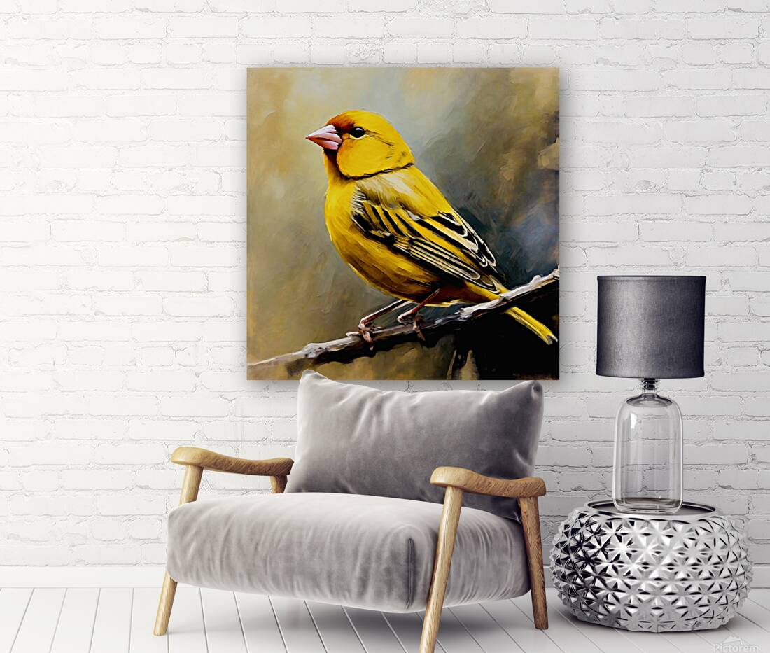 Saffron finch Reproduction