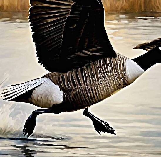 Canada Goose by Island Art Studio