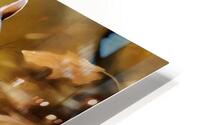 Cheeky forager HD Metal print