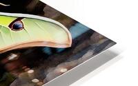 A Luna Moth HD Metal print