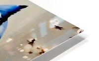 Blue Jay HD Metal print