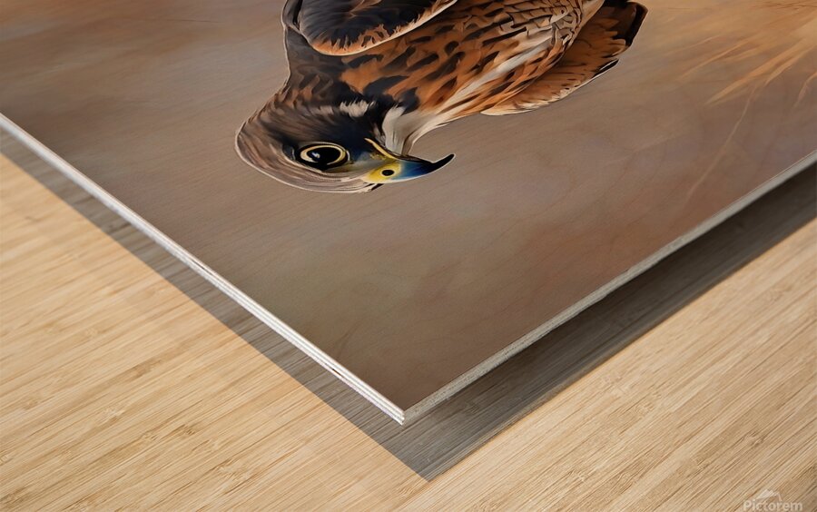 Northern Harrier Wood print