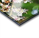 2446 Acrylic print