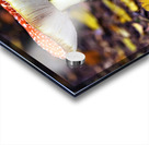 4088 Acrylic print