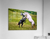 073 Acrylic Print