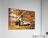 174 Acrylic Print
