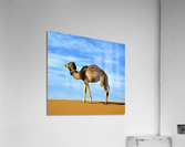 246 Acrylic Print