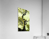 335 Acrylic Print