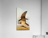 338 Acrylic Print