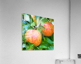 447 Acrylic Print