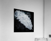 466 Acrylic Print