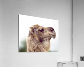598 Acrylic Print